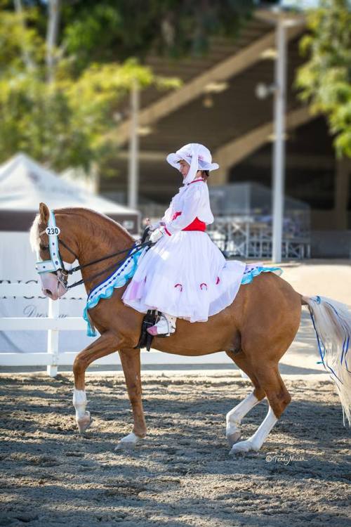 Xerez De QuintanaNero X DestinadaLusitano, Stallion15.3hhBorn 2002