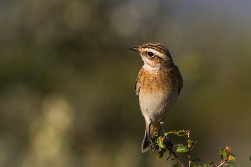 Whinchat (Saxicola rubetra) &gt;&gt;by m-idre31