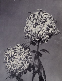 pentauroi:The Japanese floral calendar. 1905.