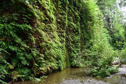 Humboldt County, California by Randy Gardner