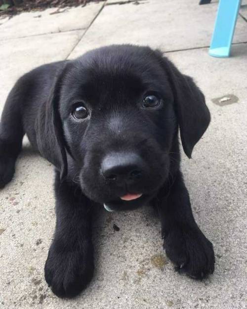 by CarterCanines