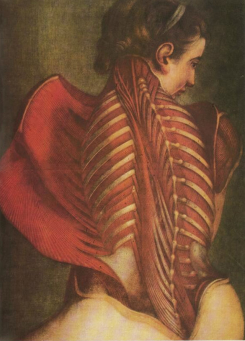 Jacques Gautier d'Agoty, the Anatomical Angel, illustration from Essai d'Anatomie, 1745-59. &ldquo;T