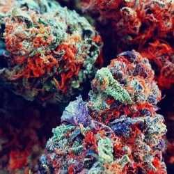 actingstrains:  Want to Start Your Own Cannabis Business?