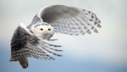 mothernaturenetwork:  Mysterious snowy-owl