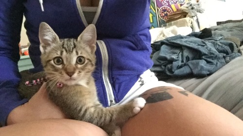 unflatteringcatselfies:  This is Sasha Grey (yes after the porn star) and we’re pretty sure she’s actually a raccoon.