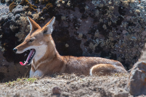 Ethiopian wolf (Canis simensis) Sanetti Plateau, Bale Mountains, Ethiopia Photos © Tim Melling