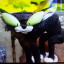 killingmeankittens