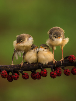 drxgonfly:  Cute Bird (by Sijanto)