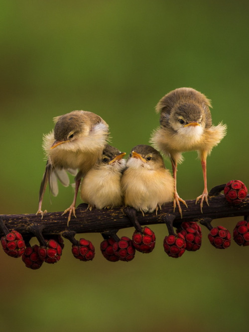 typhonatemybaby:sharkchunks:drxgonfly:Cute Bird (by Sijanto)Forget the birds look at those things un