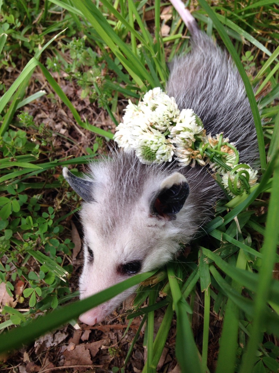 khrysdiebee:  fujoshiranger:  I’ve been taking care of an opossum. I’ve named