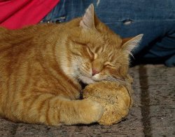 catsbeaversandducks:  Baldrick loves his pet log. Photos by Life with Baldrick and Melchett 