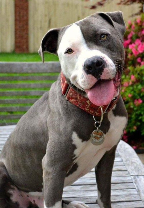 I Haven't Been Active As Much On Tumbler... So Here Have Some Pitbulls.