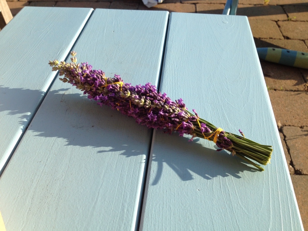honeycoyote:  Instead of disappearing into the woods today I decided to cope by harvesting