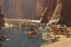 smallyetbeautiful:  Guelta d'Archei, Sahara  