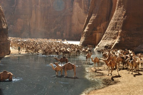 disease:Guelta d'Archei, Sahara