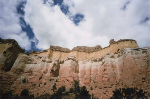 microtheca:  Near Abiquiu, NM.