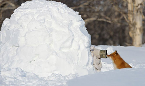 optimisticcyn1c: 19withbonyknees: National Geographic photographers are metal as fuck I love it!