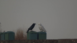 superbnature:  snowy owl vs raven by undertheturnpike