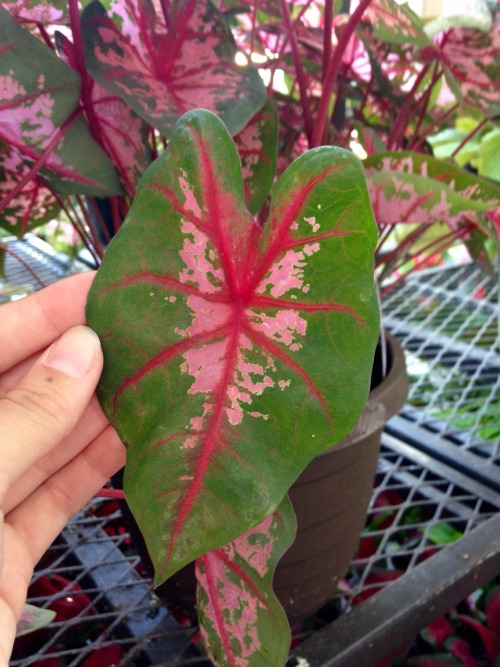 6.25.16 - Caladium leaves!