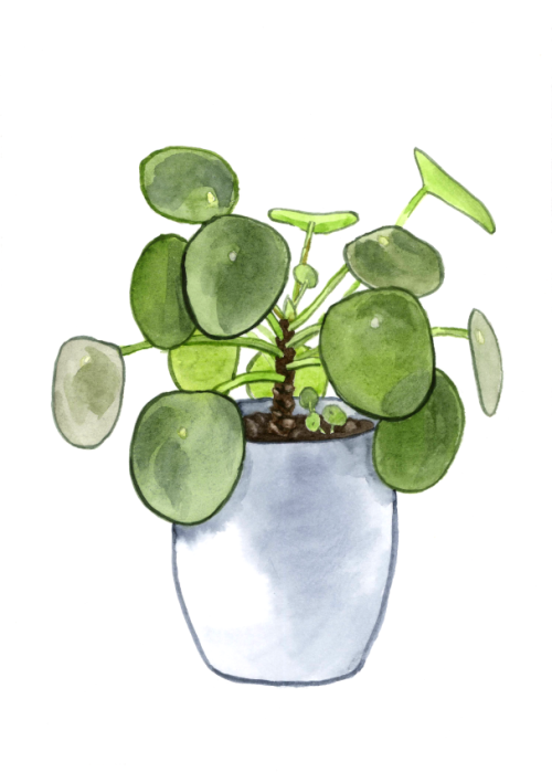 notmusa: i like houseplants