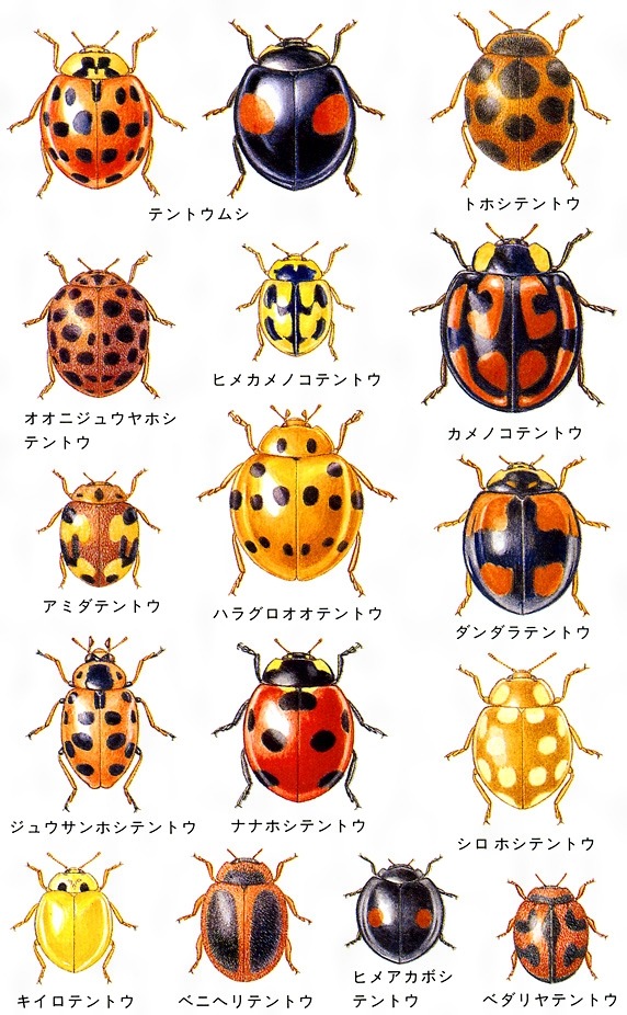 Bugs of Japan — Ladybugs of Japan