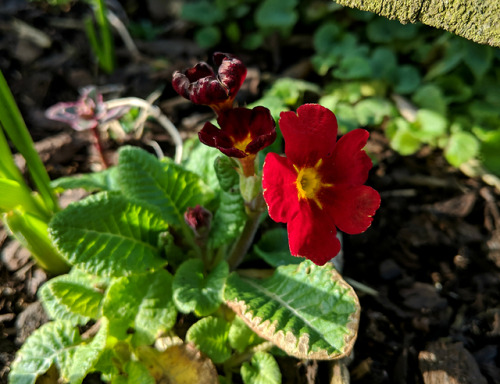 Late winter flowers at the allotmentToday I spent hours working at the allotment in the heat and sun