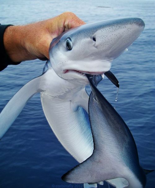 animal-factbook:  Like dogs, sometimes sharks enjoy chasing their own tail (fin). However they are often successful (or unsuccessful, depending on how you look at it). 