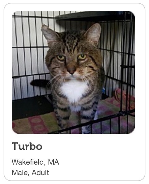 chipwrekkt:  pennysfitzgerald:  sometimes i like to look at local pet adoption listings to see what 