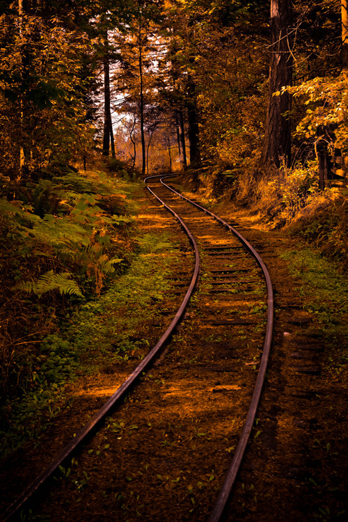 bluepueblo:  Forest Rail, British Columbia, Canada photo via tisha