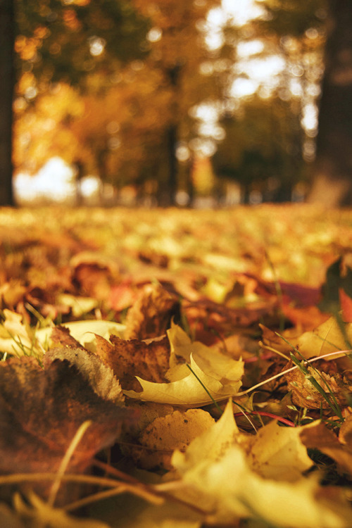 Autumn at its finest (Helsinki, Finland)