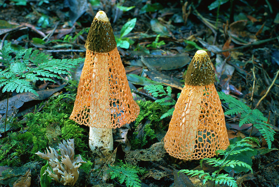 end0skeletal:   Weird Fungi! 1.  Orange Pore  2. Red Cup3. Inky Cap4. Veiled Lady5.