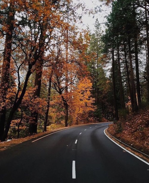 white-pumpkin:  autumn roads