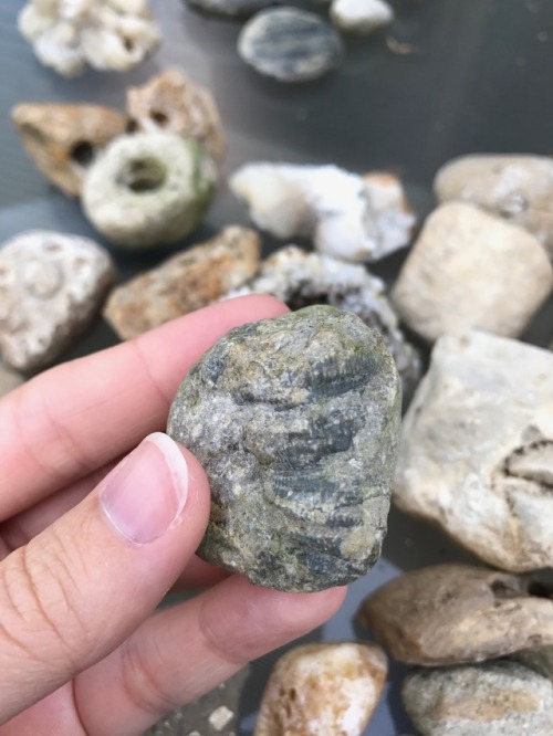 thatgeologistchick:Fossils from Indiana