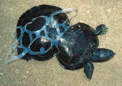 elenamatateyou:  This is Peanut the turtle, shortly after being found in Missouri in 1993. She was taken to to a zoo in St. Louis where the six-pack ring was removed.It seems that she was trapped in the plastic ring as a young turtle and was unable to