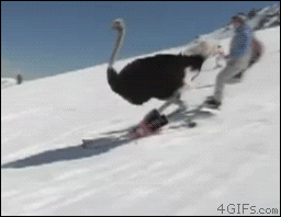 Ostrich is a skilled skiier
