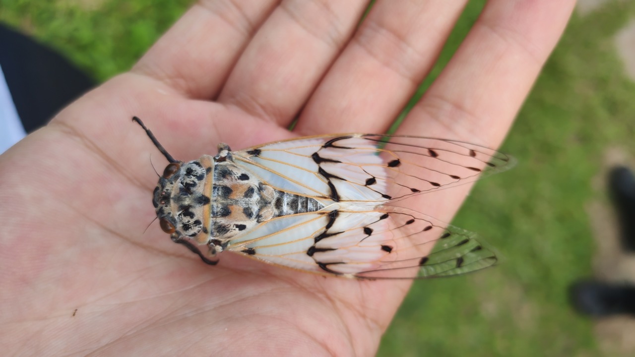 One Nice Bug Per Day — Milky cicada aka white ghost cicada, Ayuthia...