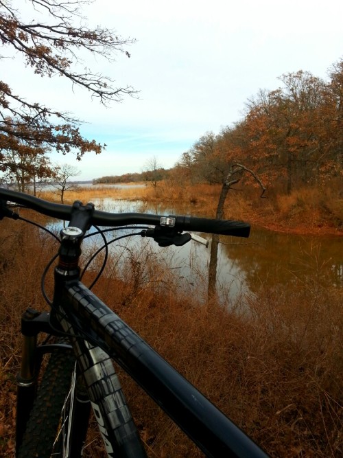 allyzilla:  Notes from the trail: Today, this forest has a kind of easy charm, not unlike a riversid