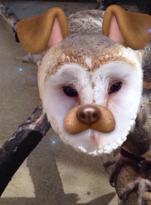 Today I had the simple pleasure of learning that Snapchat filters would work on barn owls.