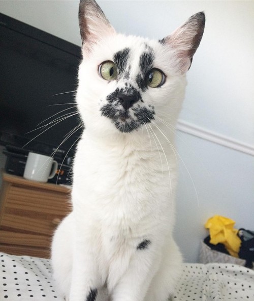 catsbeaversandducks:Her Name Is LilyNot only does she have unique markings, but she is also cross-ey