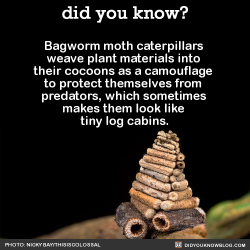 did-you-kno:  Bagworm moth caterpillars 