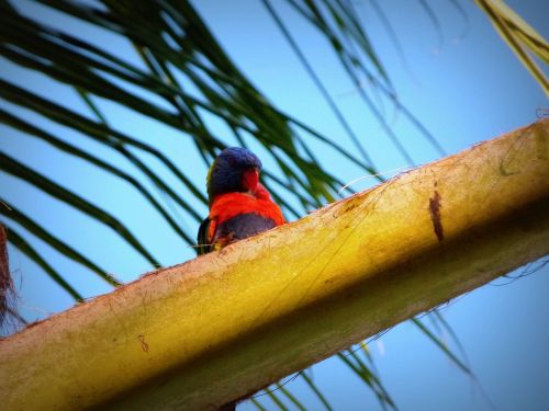 Beautiful rainbow lorikeet at The Strand, Townsville. Photographer: Melanie Wood