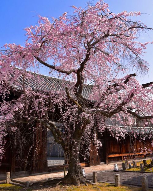 ’ ’ 【京都の桜】妙覚寺 しだれ桜 ’ ’ 今年も元気に咲いてくれました。 ’ ’ 2022.3.30撮影 ’ &