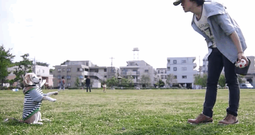 cineraria:  スーパービーグル プリン “Purin the Super Beagle” #42 -