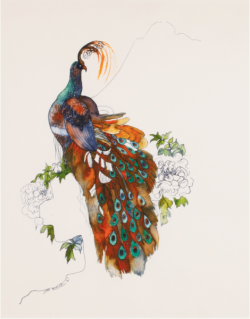 design-is-fine:  Joni Mitchell, Peacock, 1967. Original ink and watecolor drawing. Via Sotheby’s. Joni: “I’m a painter first, and a musician second…”. 