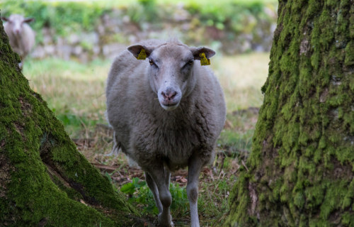 vayarevoltillo:Photo:Sheep by Infomastern flic.kr/p/Kh15FM