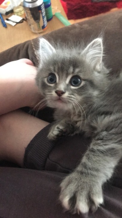universeofmadness:  How cute is my new kitten? We named her Rosie! Absolutely love her😍