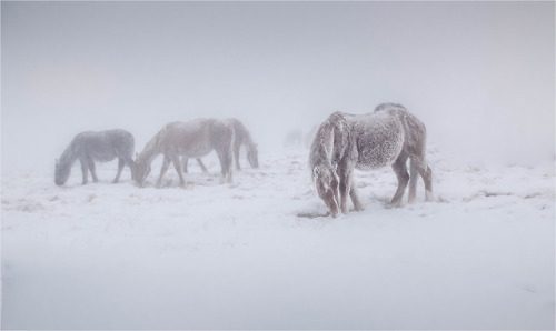 beautifulklicks - Snow HorsesMikhail Gaponov Russia (...