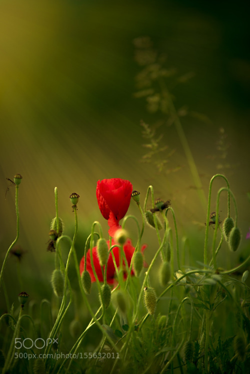 Poppies by lecatdavid1