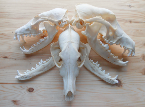 canisalbus:Red fox, Coyote and Greyhound.