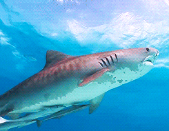 Tiger Sharks Of Tiger Beach